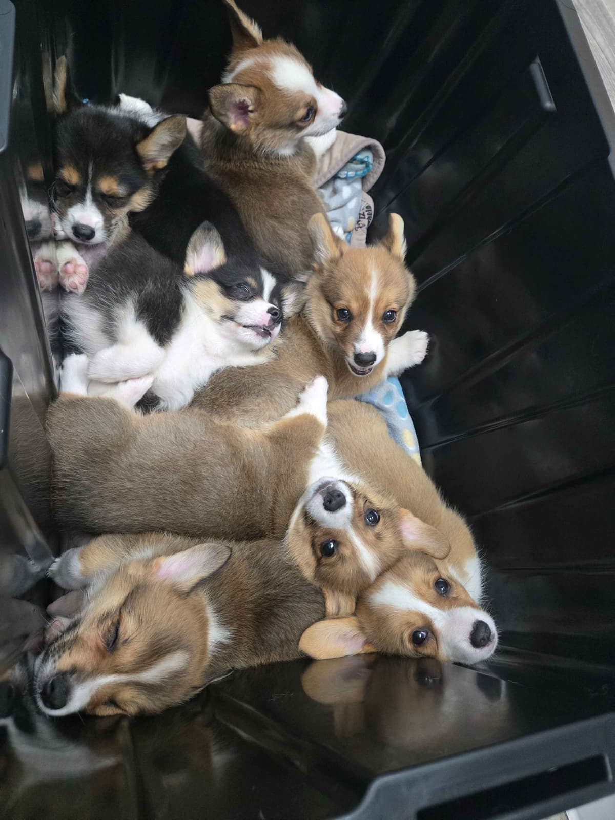 Pembroke Welsh Corgi Puppies breeder image 3