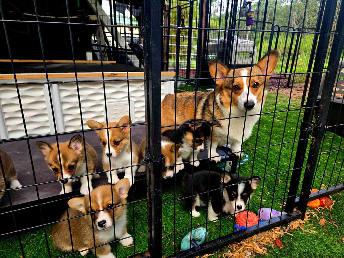 Pembroke Welsh Corgi Puppies breeder image 4