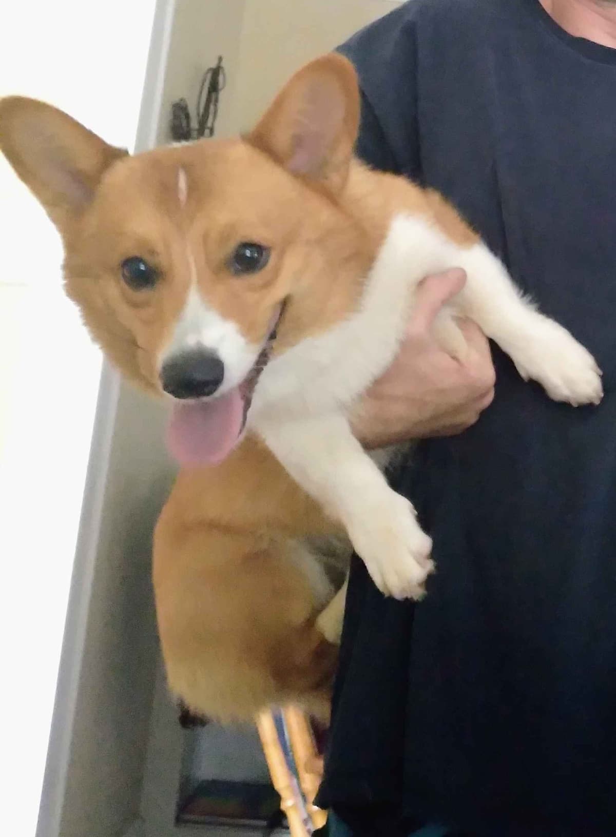 Pembroke Welsh Corgi Puppies breeder image 5