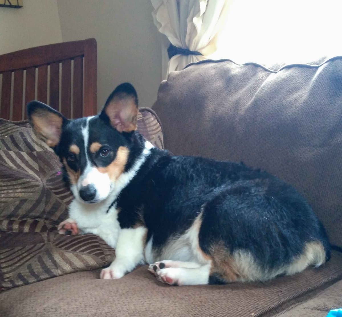 Pembroke Welsh Corgi Puppies breeder image 11