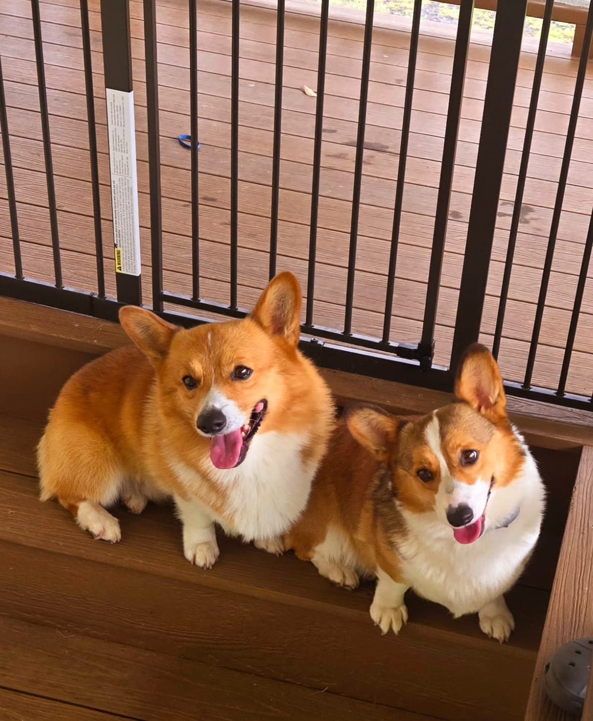 Pembroke Welsh Corgi Puppies breeder image 13