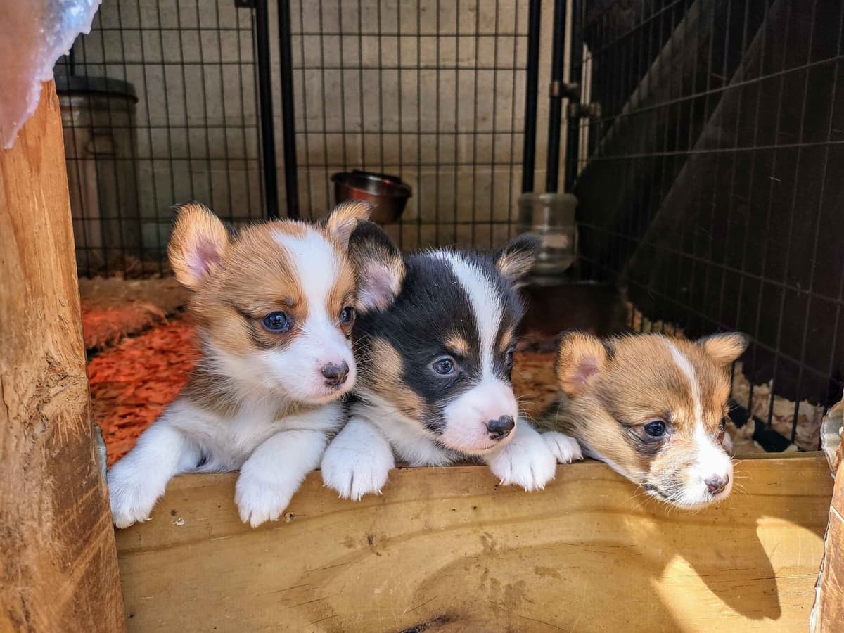 Pembroke Welsh Corgi Puppies breeder image 15