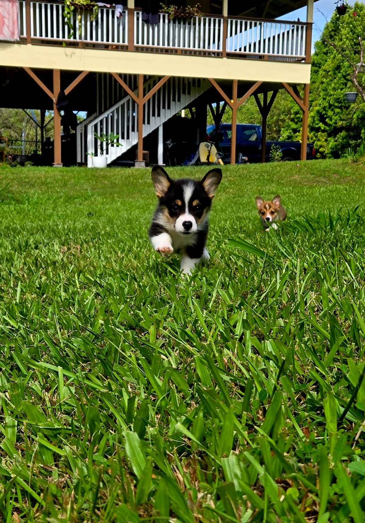 Pembroke Welsh Corgi Puppies breeder image 14