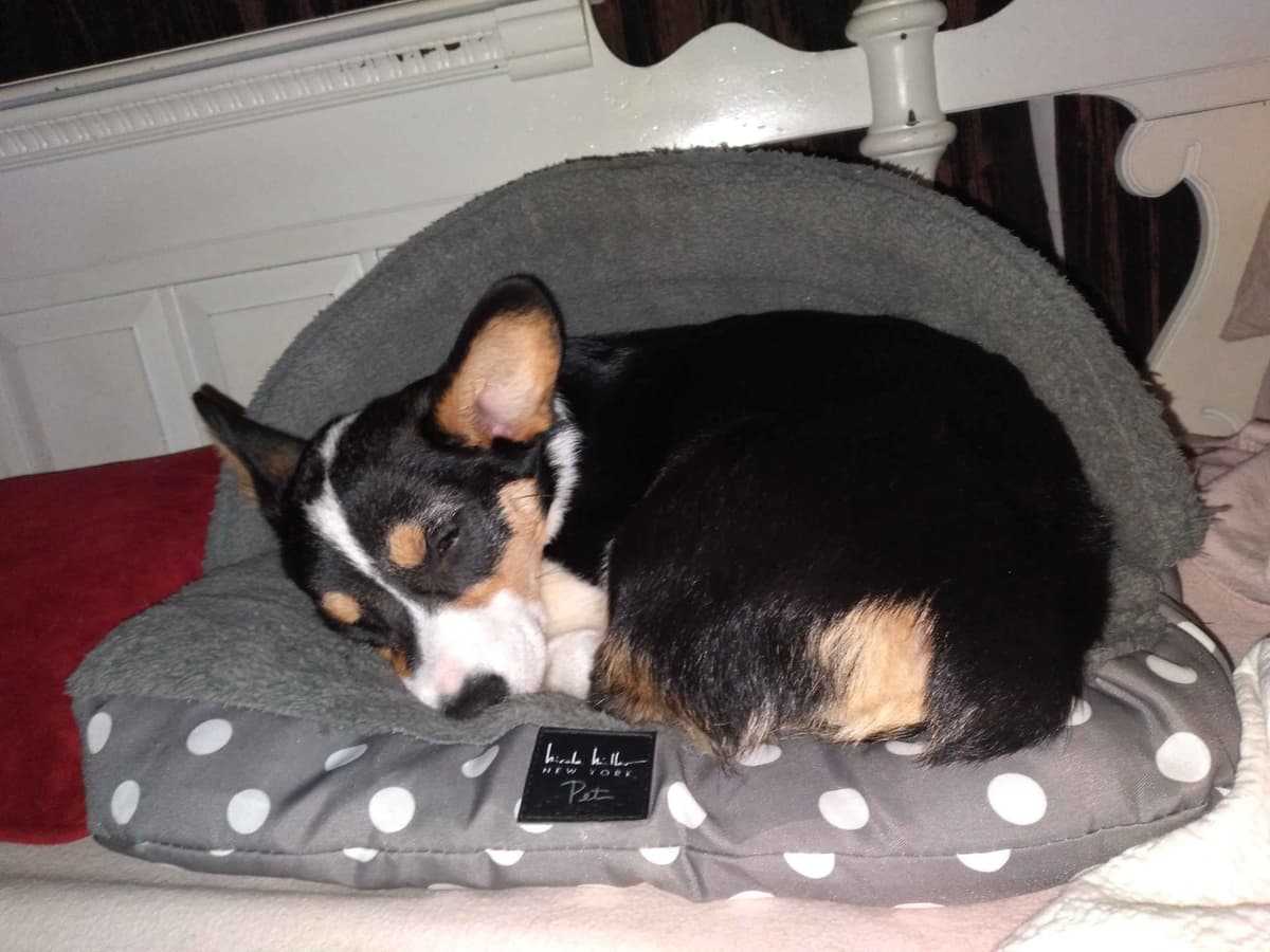 Pembroke Welsh Corgi Puppies breeder image 16