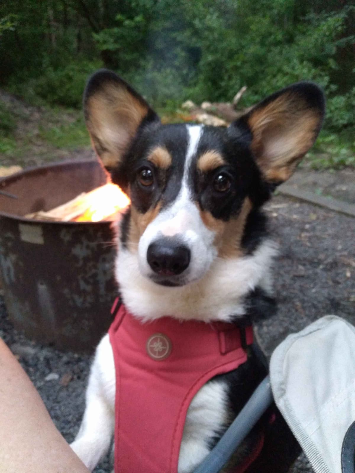 Pembroke Welsh Corgi Puppies breeder image 20