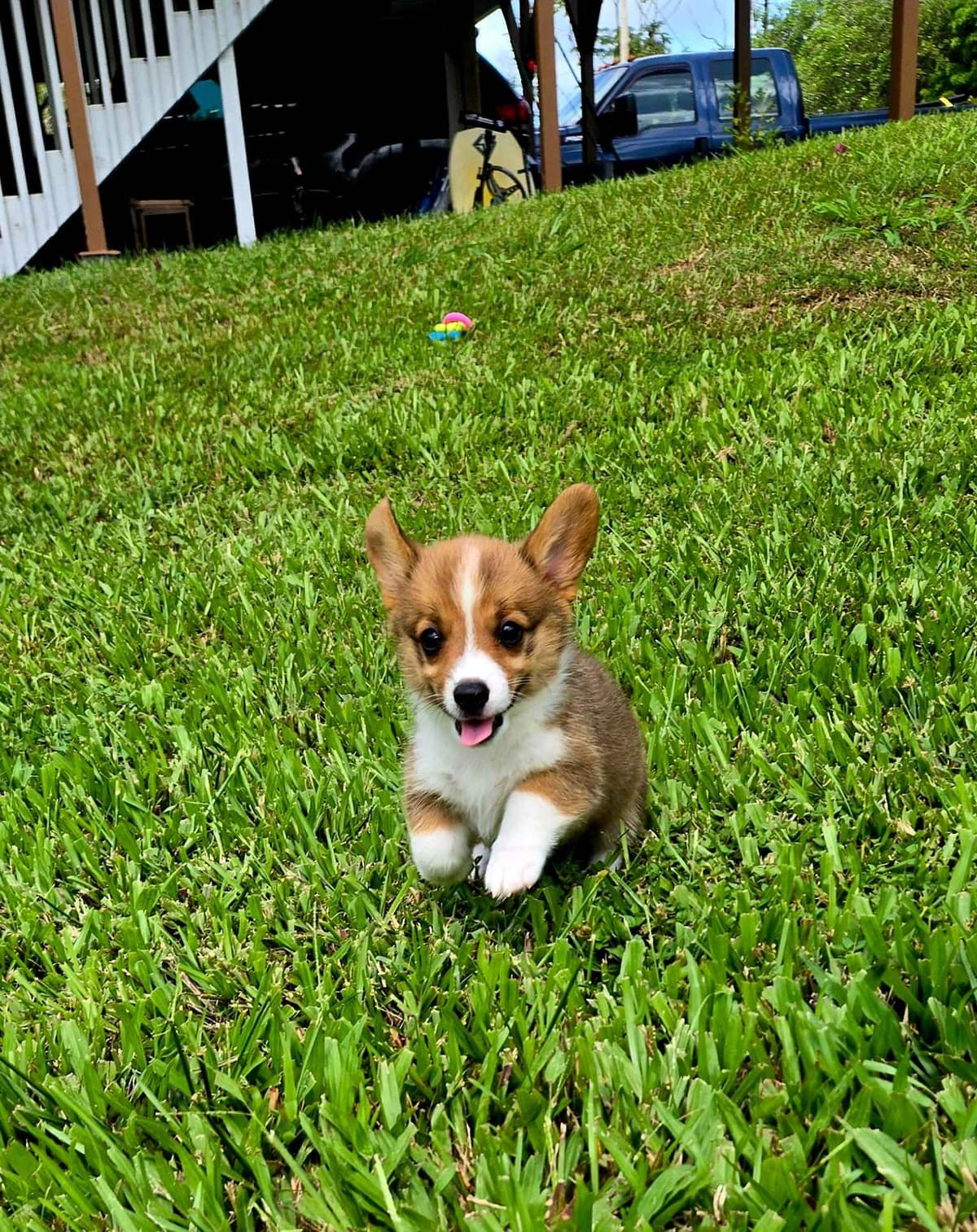 Pembroke Welsh Corgi Puppies breeder image 18
