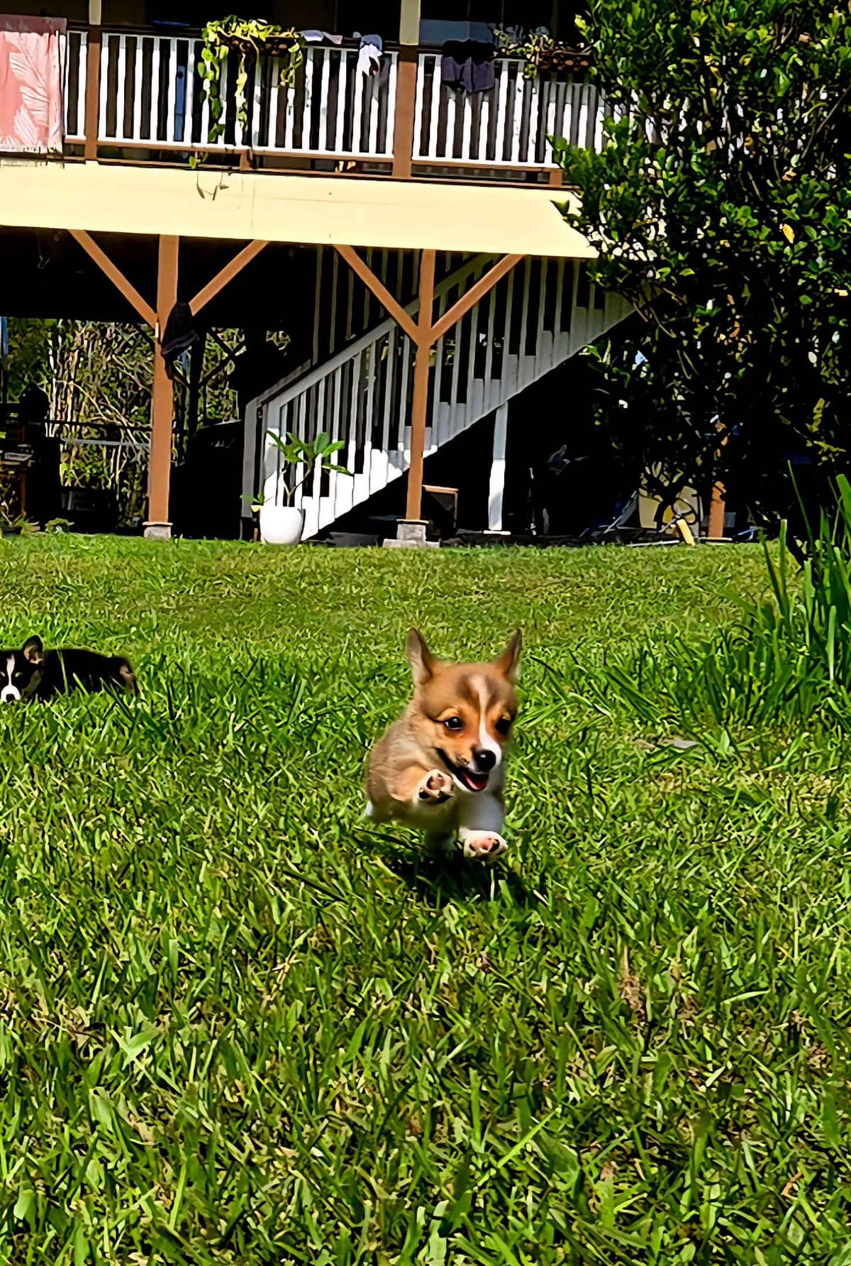 Pembroke Welsh Corgi Puppies breeder image 19