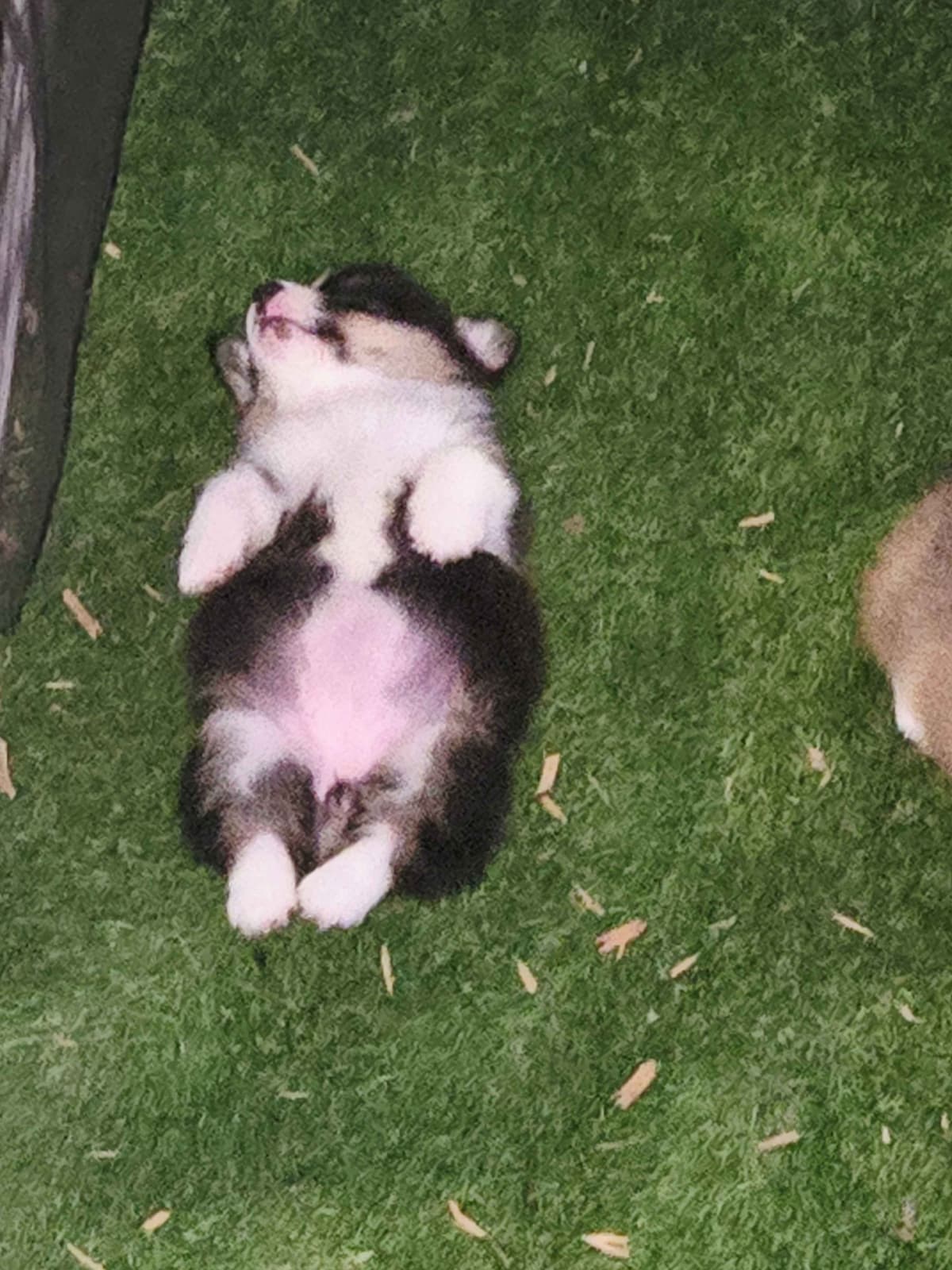 Pembroke Welsh Corgi Puppies breeder image 22