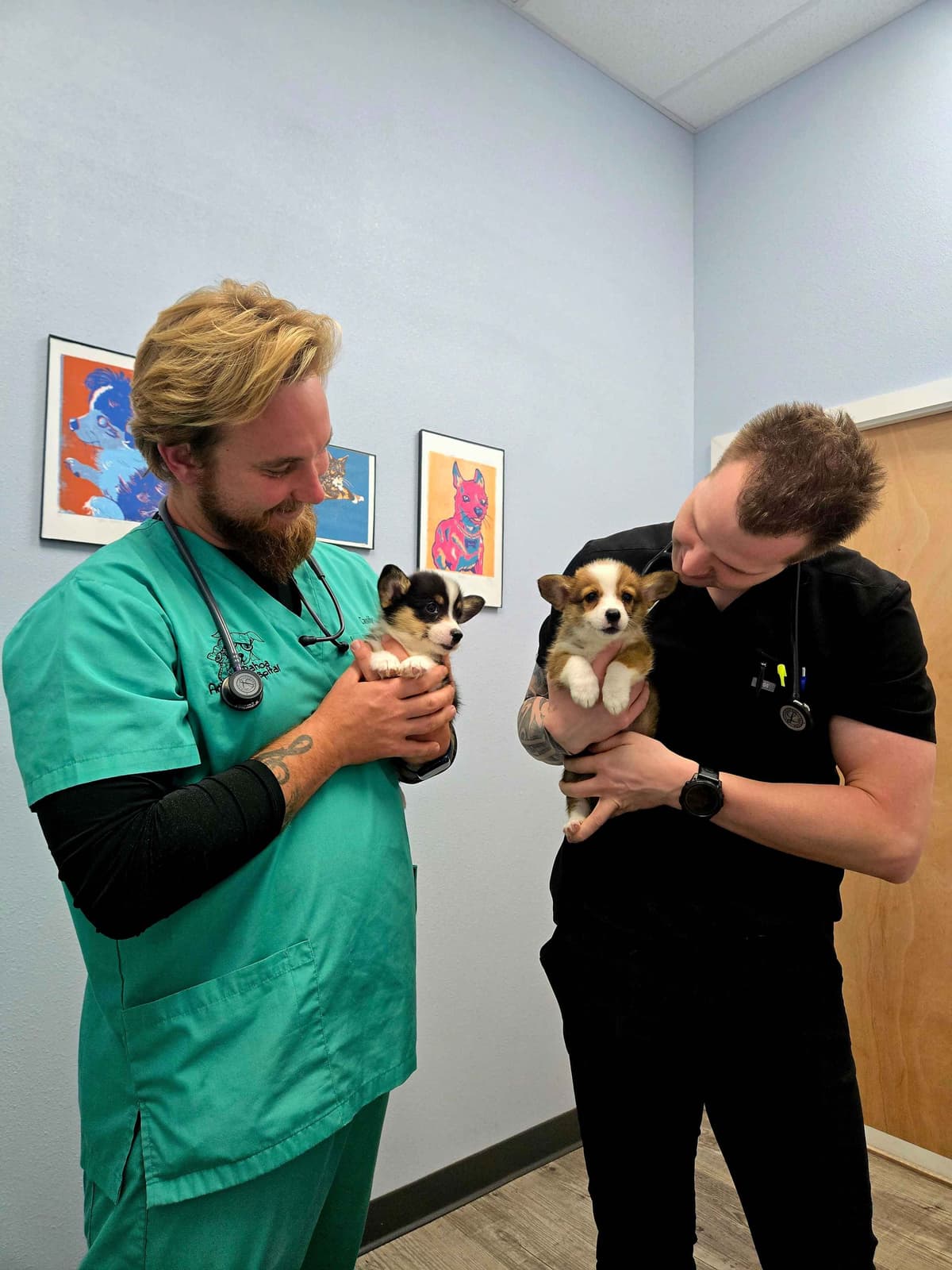 Pembroke Welsh Corgi Puppies breeder image 23