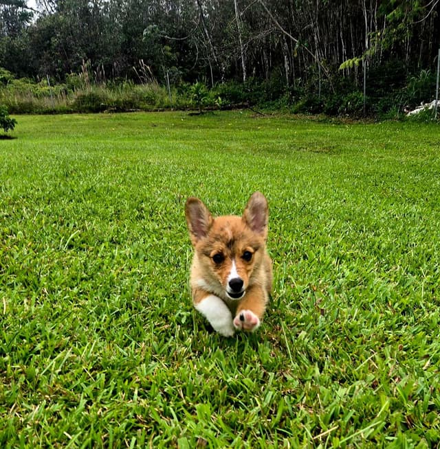 Pembroke Welsh Corgi Puppies media 2