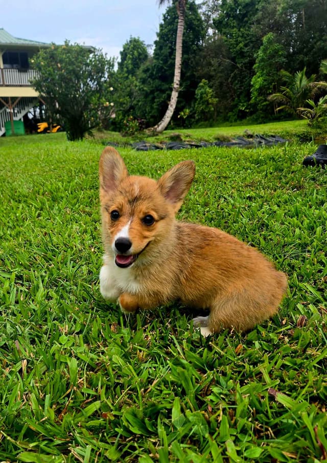 Pembroke Welsh Corgi Puppies media 3