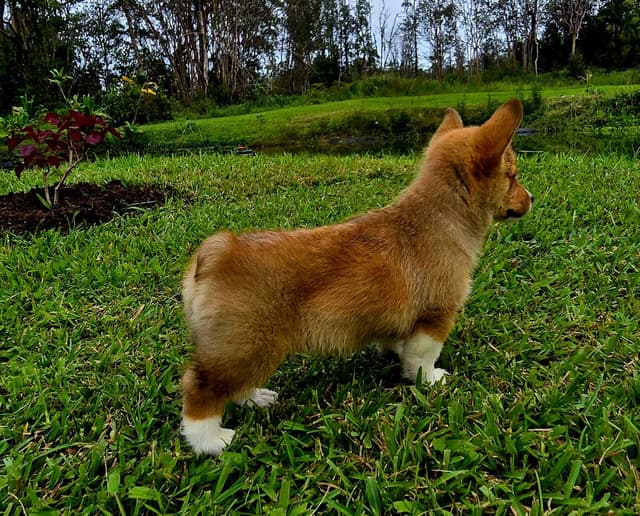 Pembroke Welsh Corgi Puppies media 4