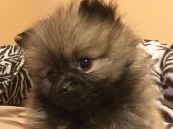 Pomeranian Puppies breeder image 1