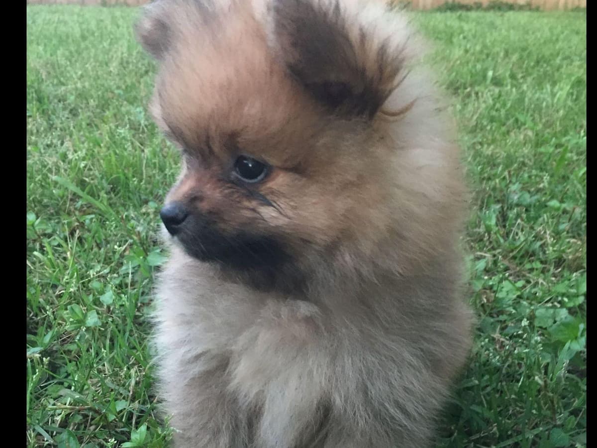 Pomeranian Puppies breeder image 3