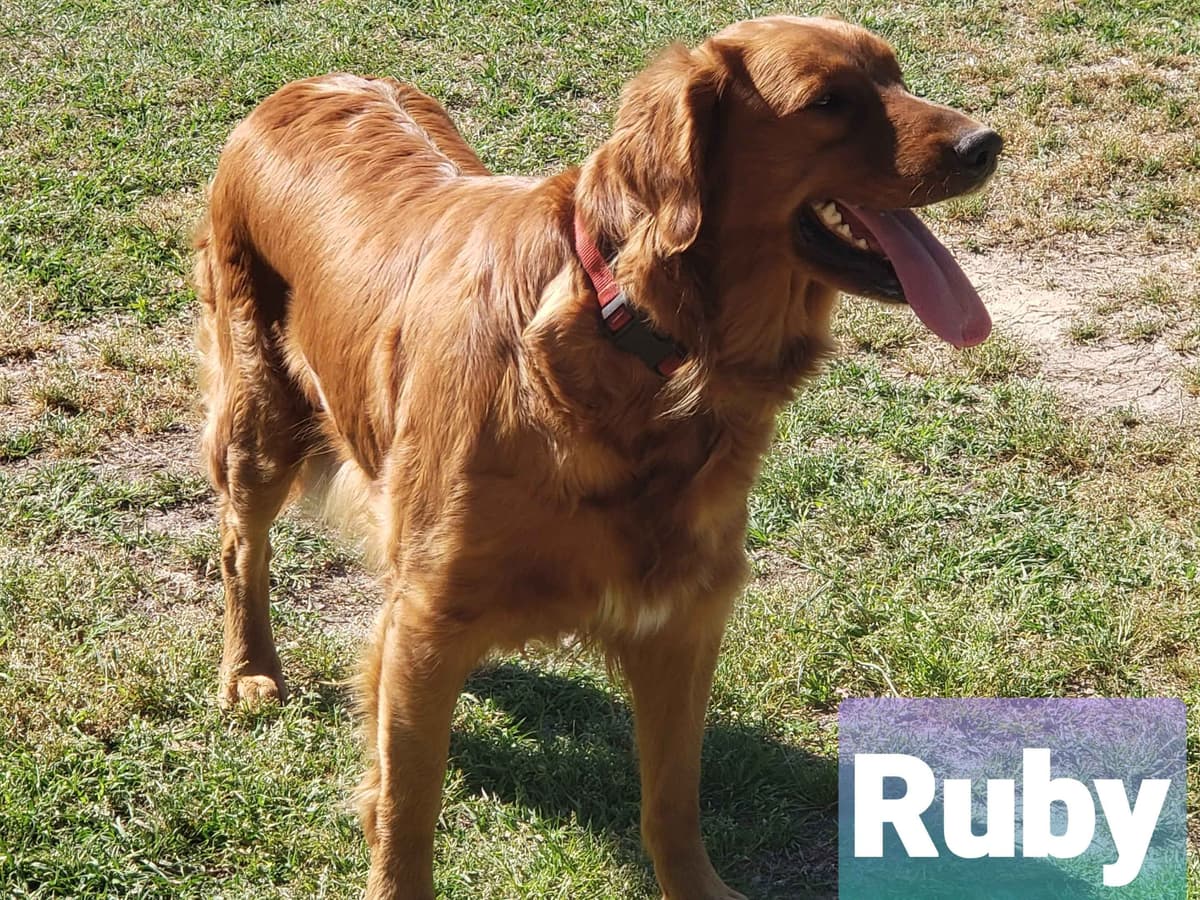 Golden Retriever Puppies breeder image 1