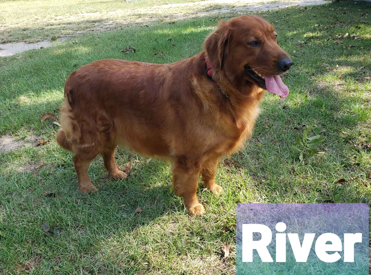 Golden Retriever Puppies breeder image 3