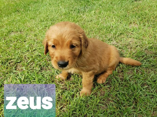 Golden Retriever Puppies media 2