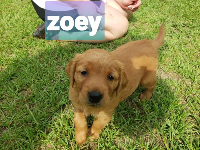 Golden Retriever Puppies media 3