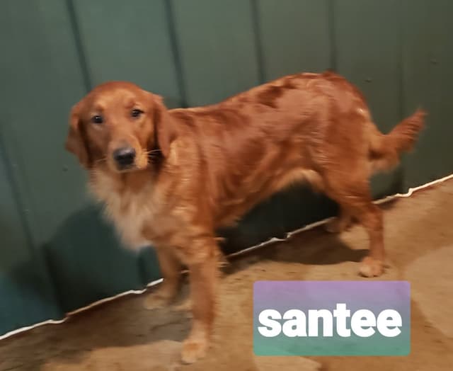 Golden Retriever Puppies media 4