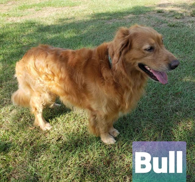 Golden Retriever Puppies media 5