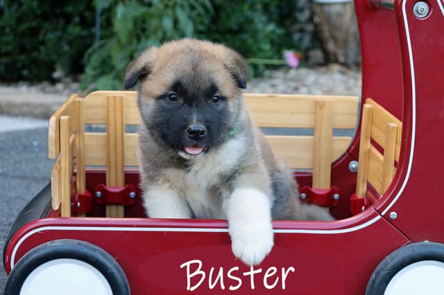 Adorable Akita Puppies looking for new homes! media 3