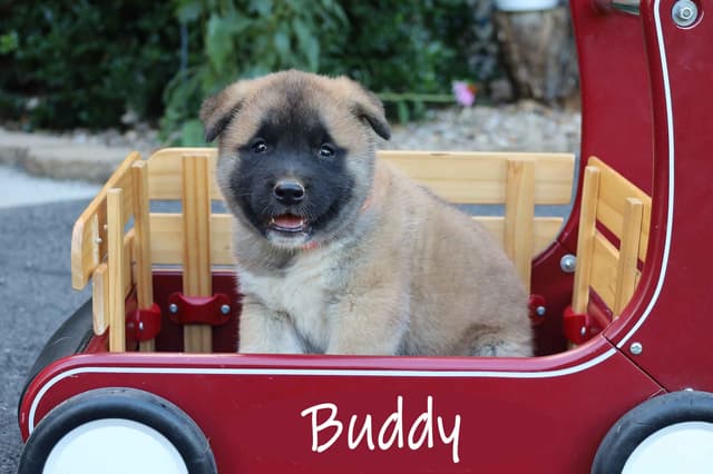 Adorable Akita Puppies looking for new homes! media 2