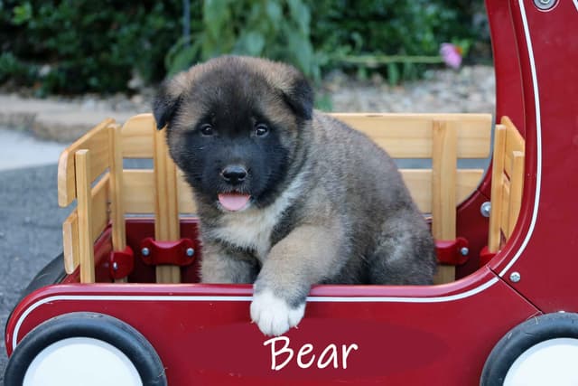 Adorable Akita Puppies looking for new homes! media 4