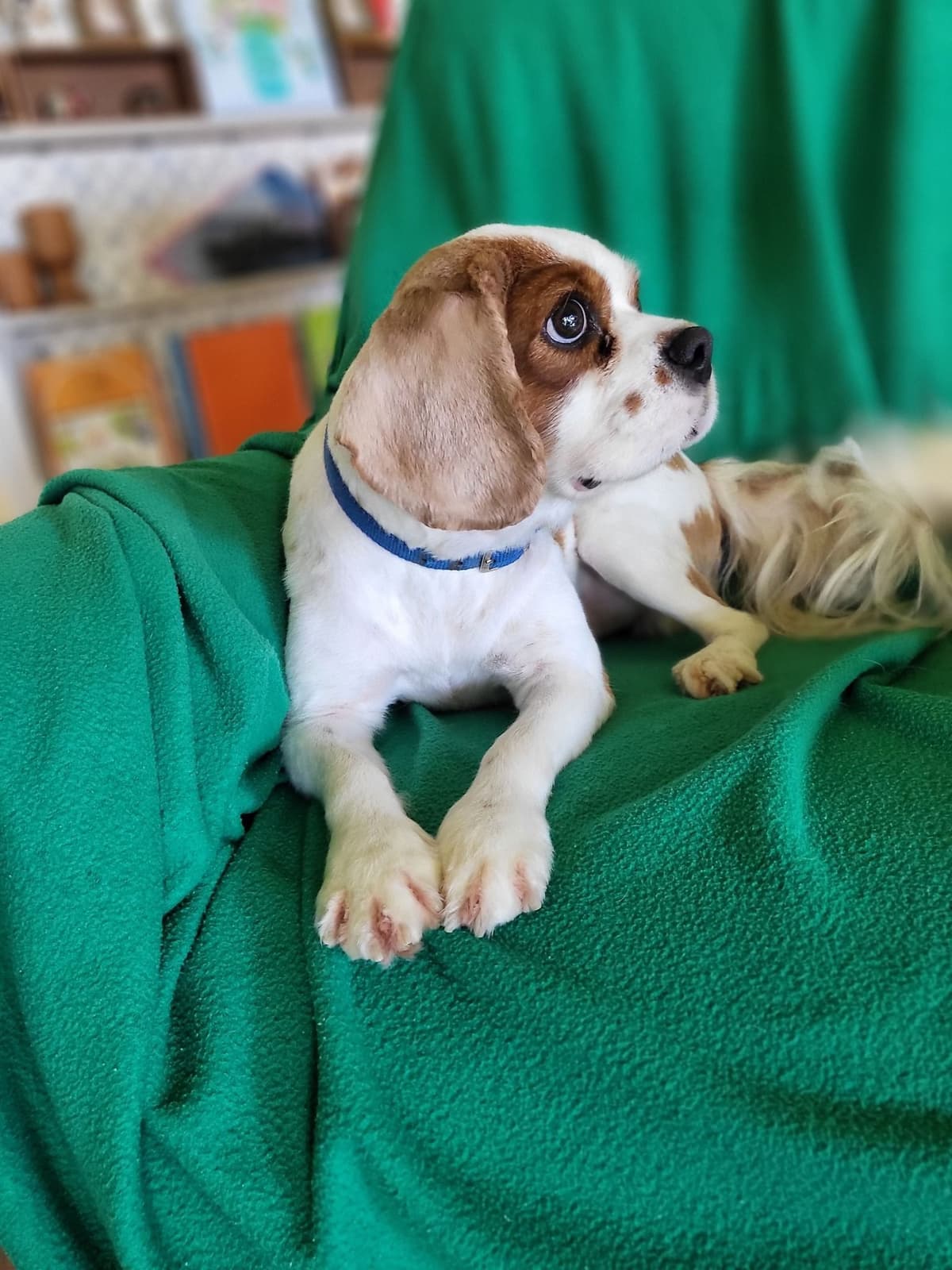 Cavalier King Charles Spaniel Puppies breeder image 1
