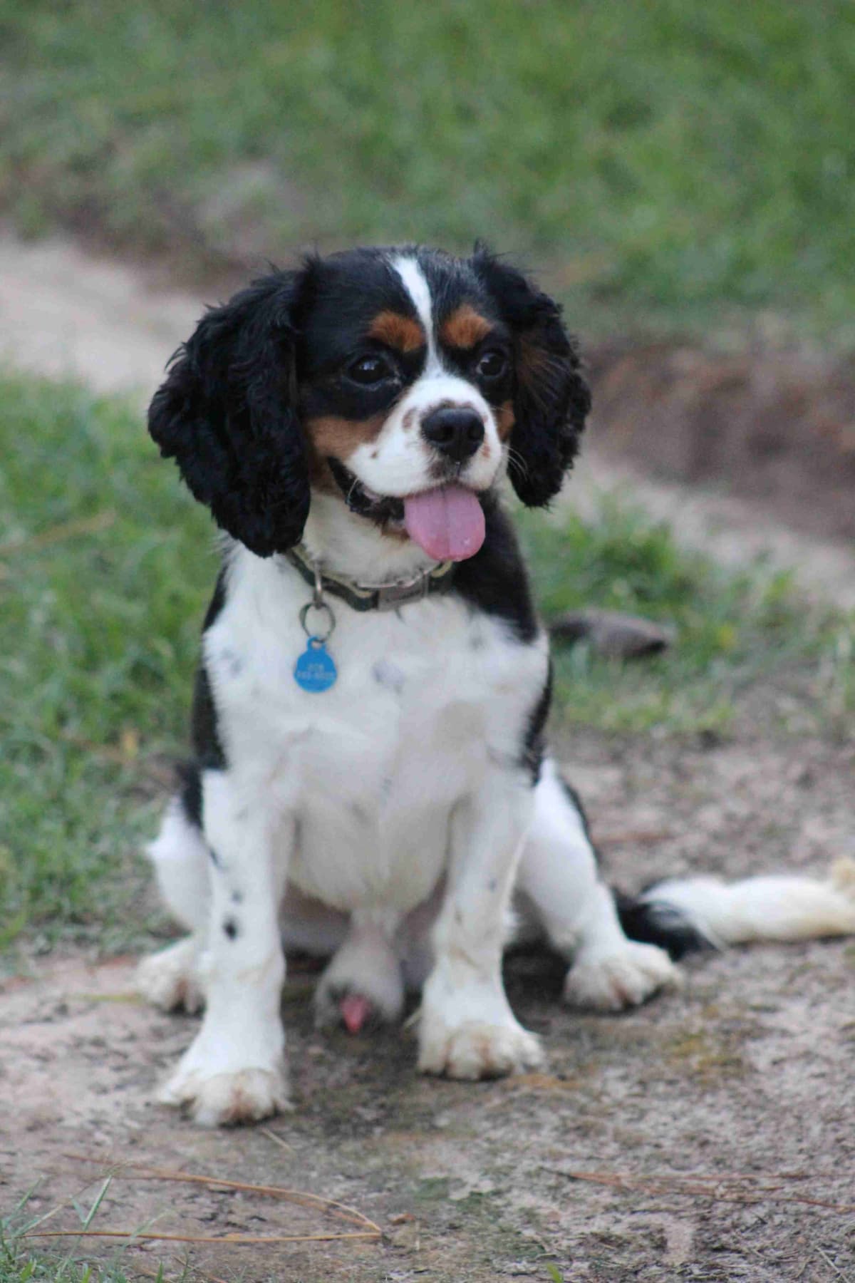 Cavalier King Charles Spaniel Puppies breeder image 4