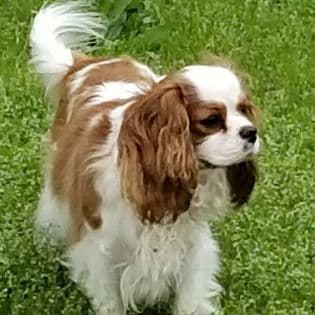 Cavalier King Charles Spaniel Puppies breeder image 5