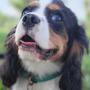 Cavalier King Charles Spaniel Puppies breeder image 6