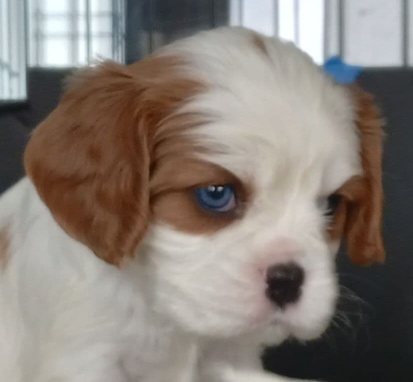 Cavalier King Charles Spaniel Puppies breeder image 7