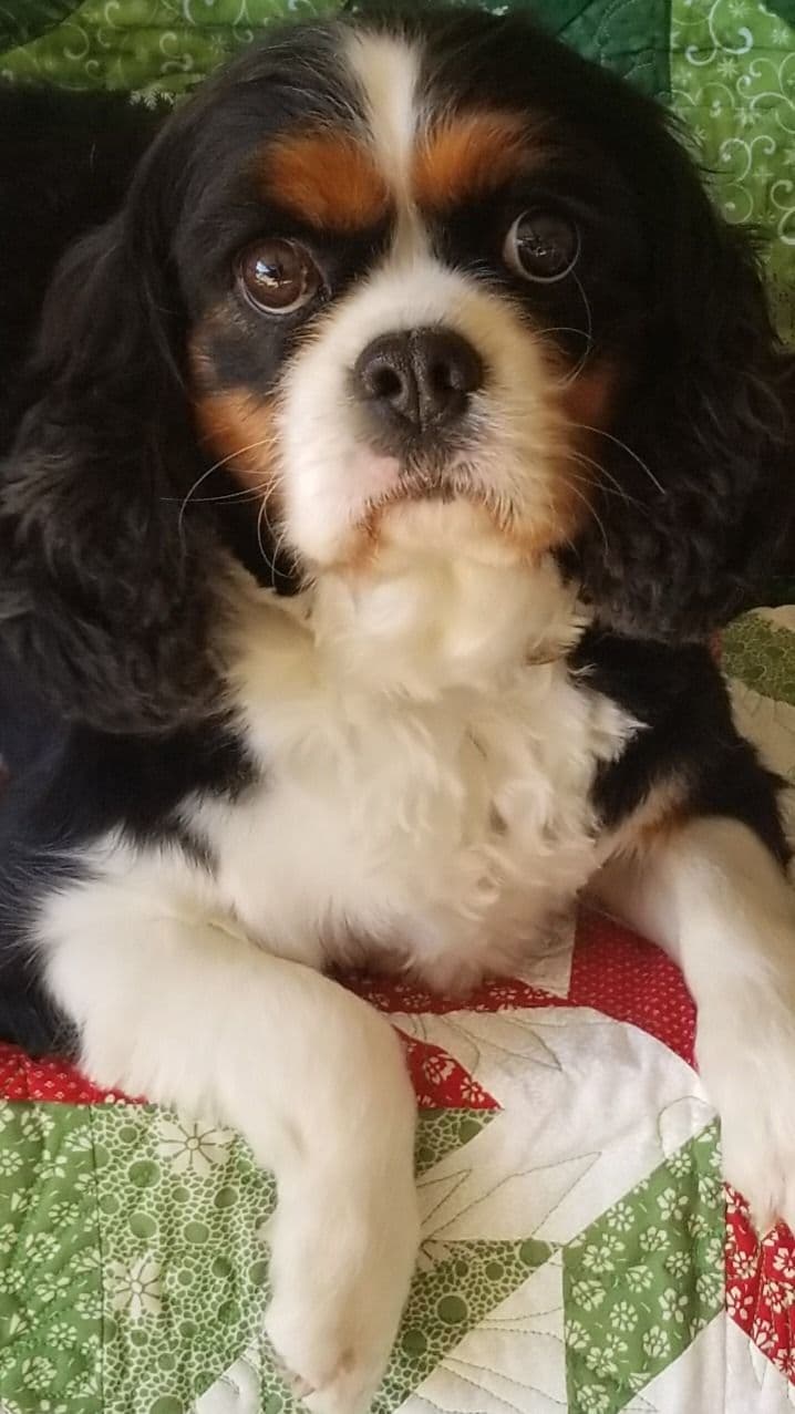 Cavalier King Charles Spaniel Puppies breeder image 9