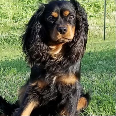 Cavalier King Charles Spaniel Puppies breeder image 8