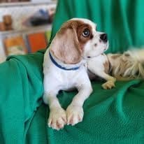 Cavalier King Charles Spaniel Puppies media 2