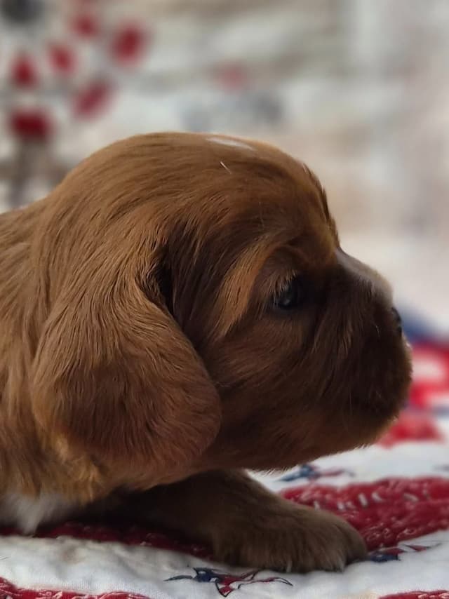 Cavalier King Charles Spaniel Puppies media 3