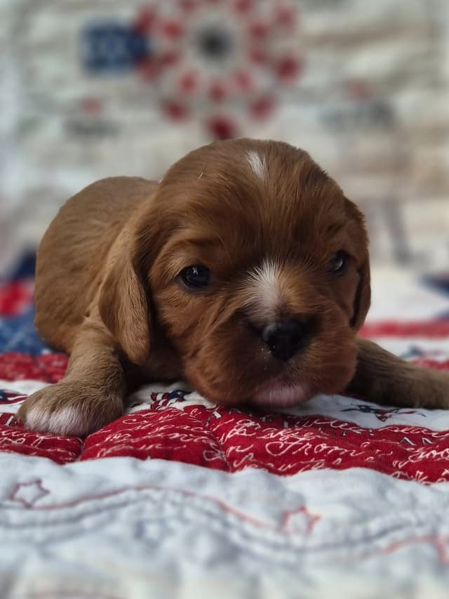 Cavalier King Charles Spaniel Puppies media 4