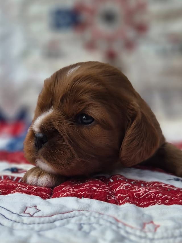 Cavalier King Charles Spaniel Puppies media 5