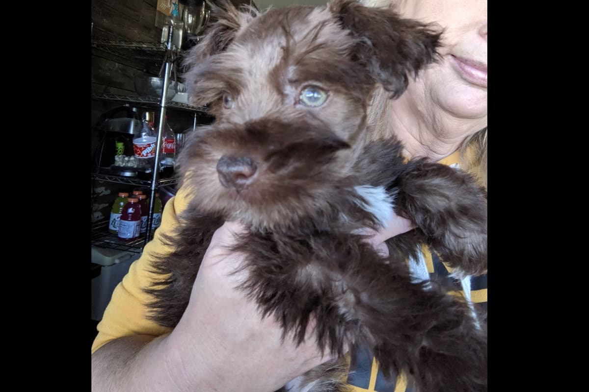 Miniature Schnauzer Puppies breeder image 1