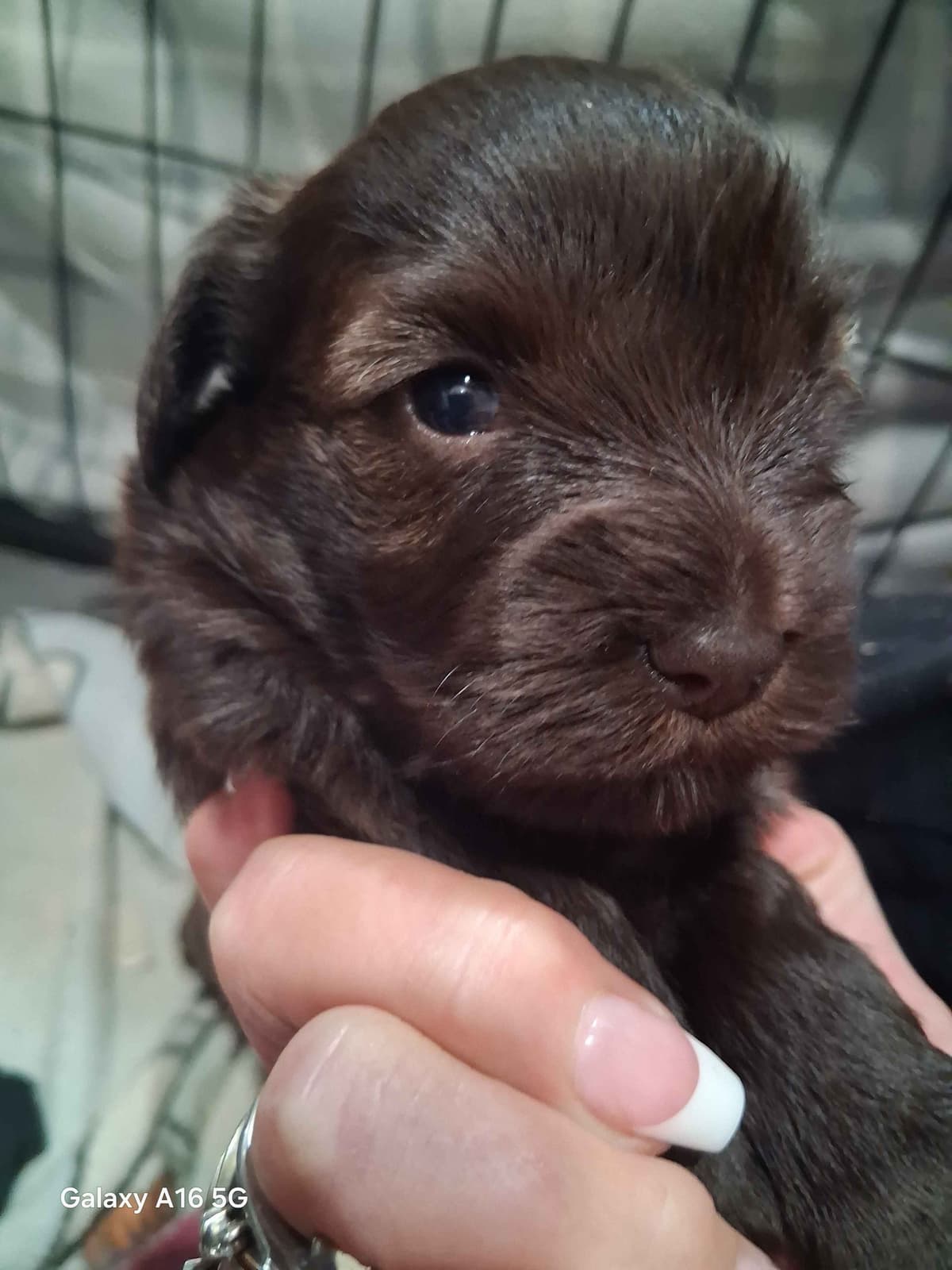 Miniature Schnauzer Puppies breeder image 3