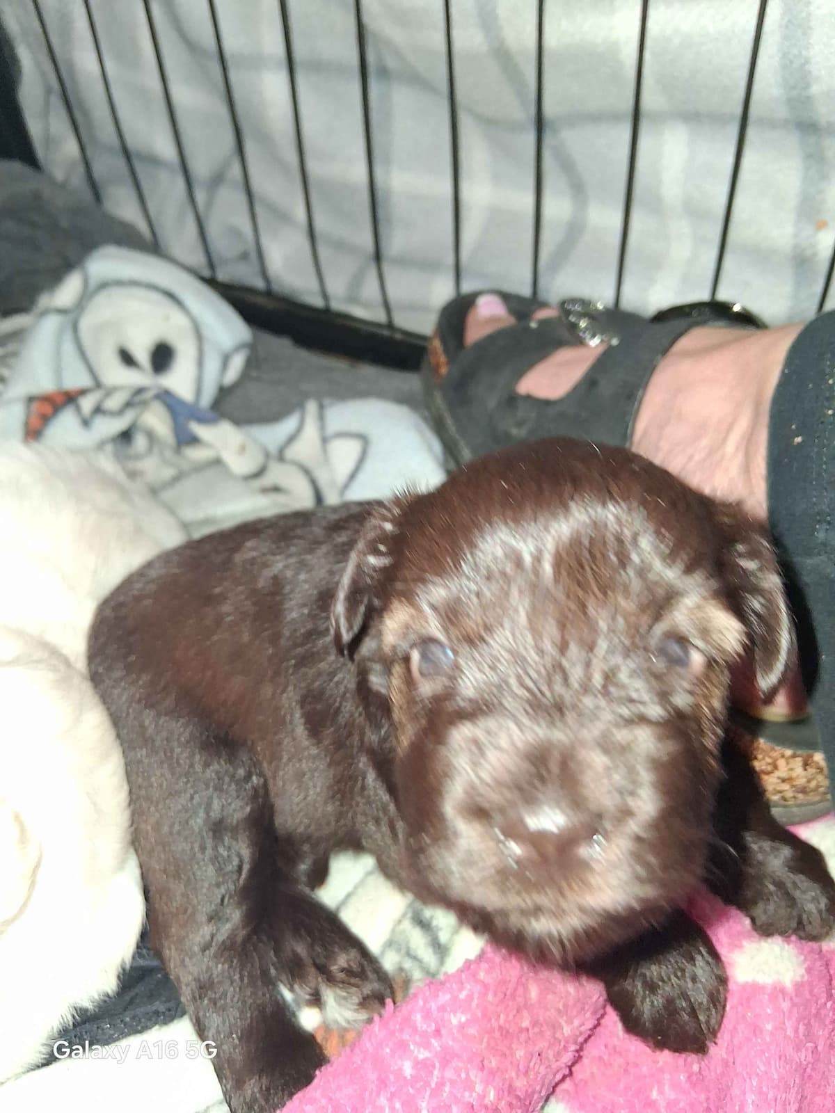 Miniature Schnauzer Puppies breeder image 4