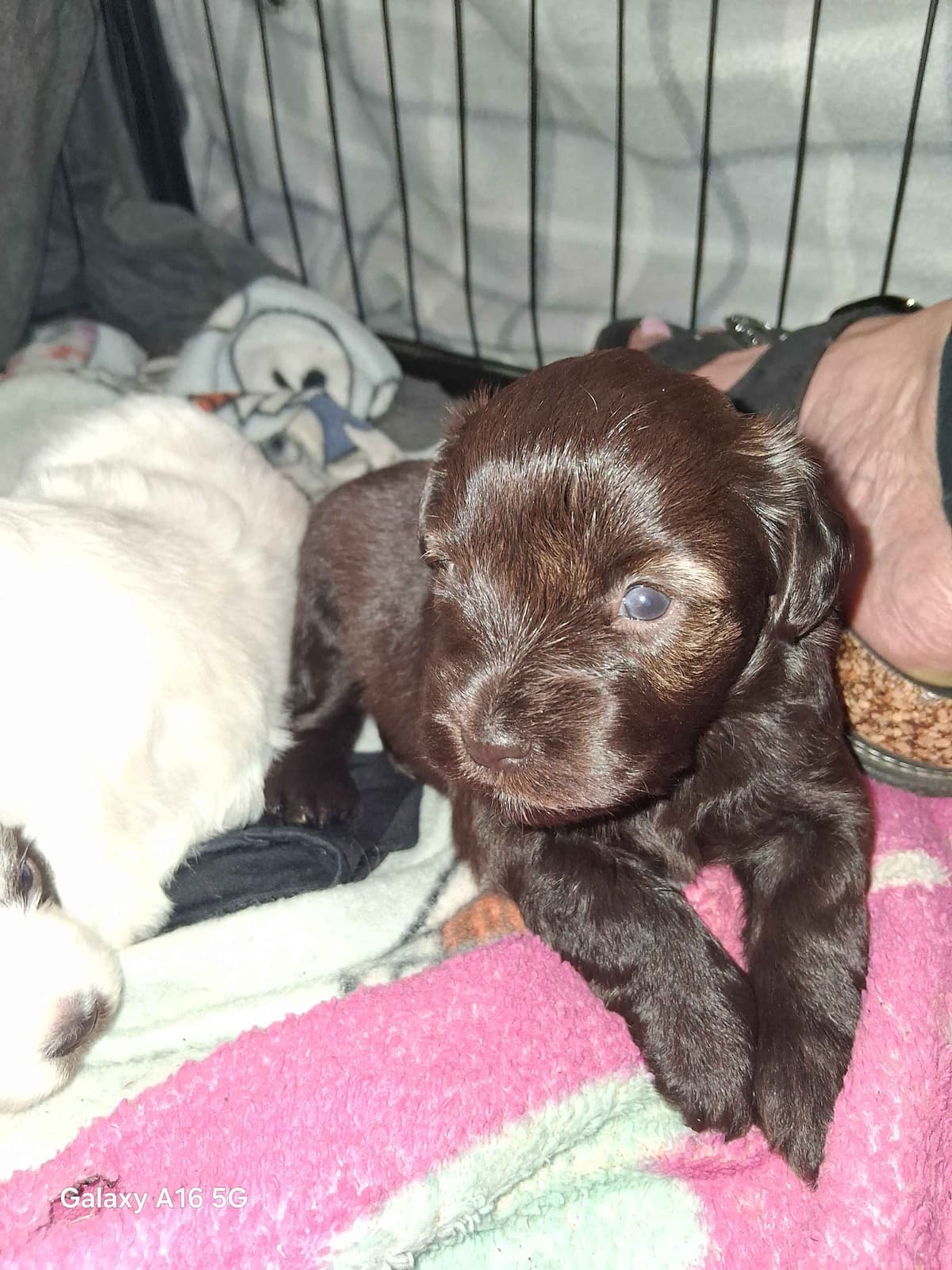 Miniature Schnauzer Puppies breeder image 5