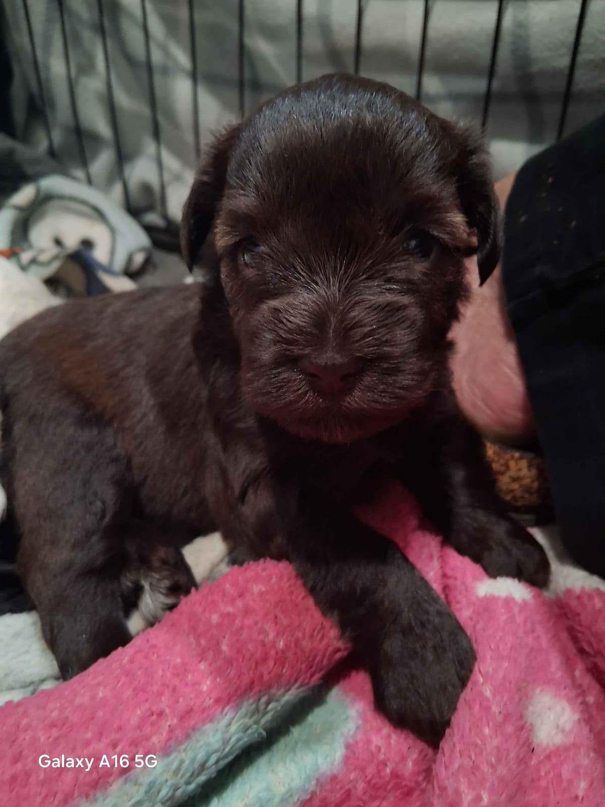 Miniature Schnauzer Puppies breeder image 6