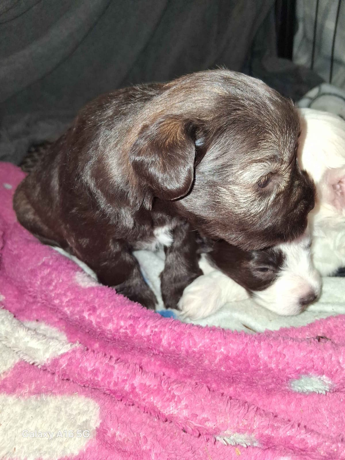 Miniature Schnauzer Puppies breeder image 8