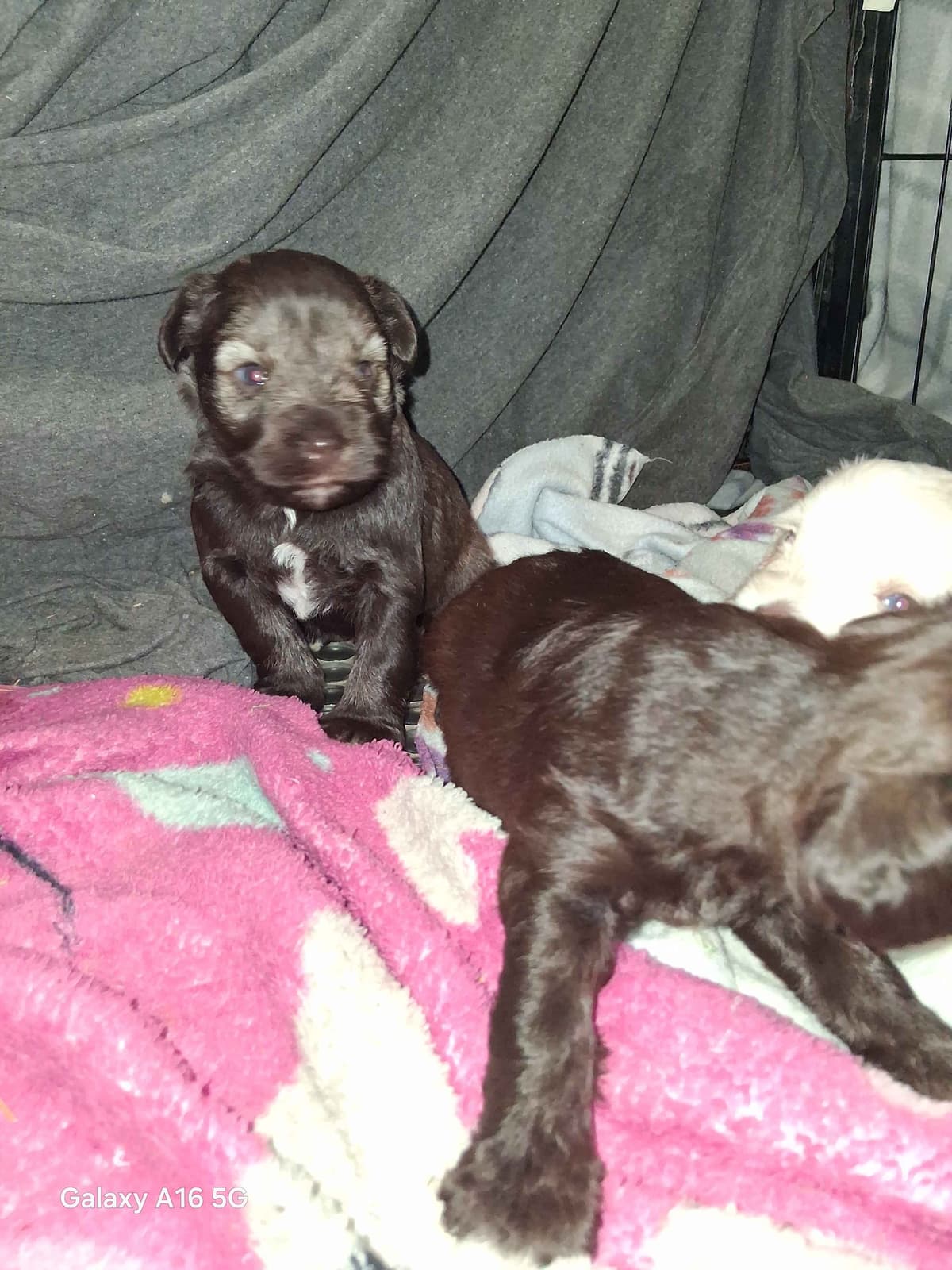 Miniature Schnauzer Puppies breeder image 10
