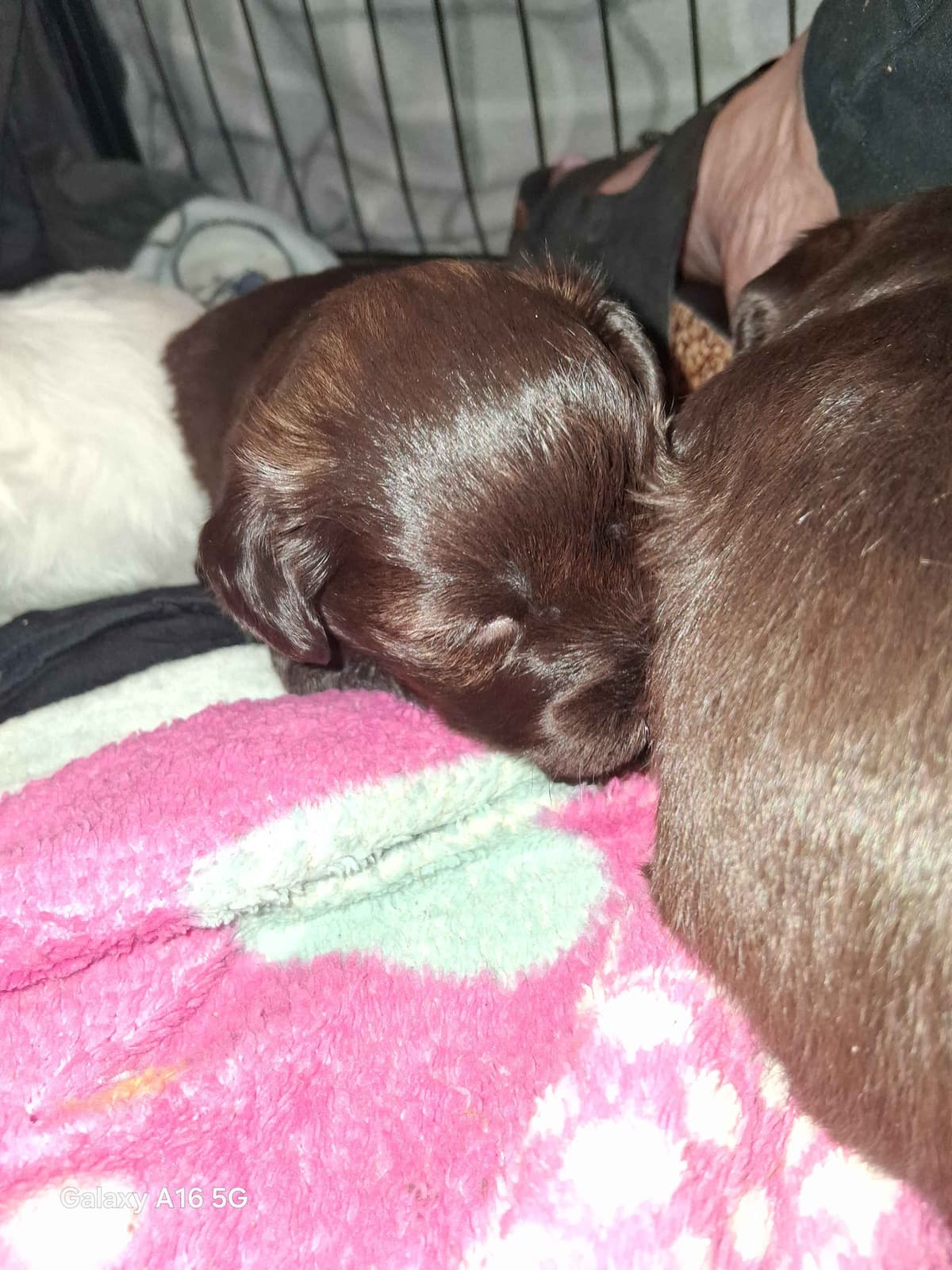 Miniature Schnauzer Puppies breeder image 11