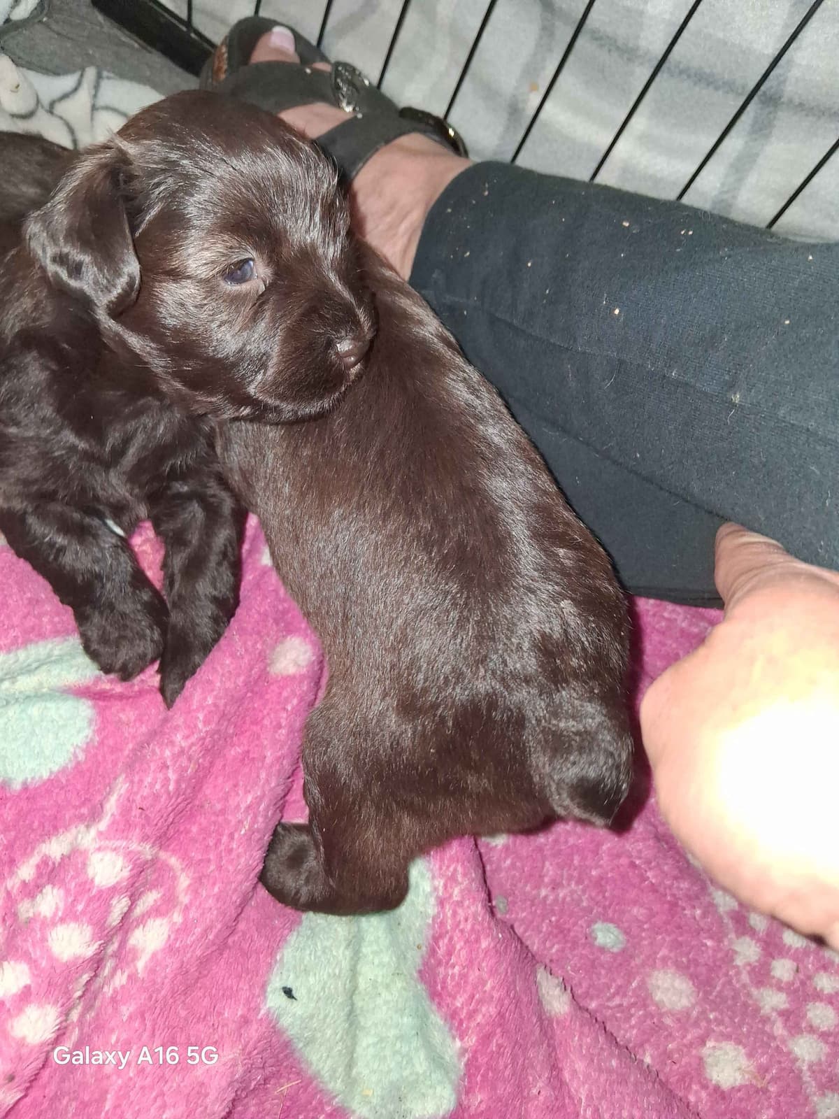 Miniature Schnauzer Puppies breeder image 12