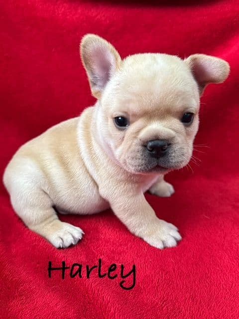 French Bulldog Puppies media 2