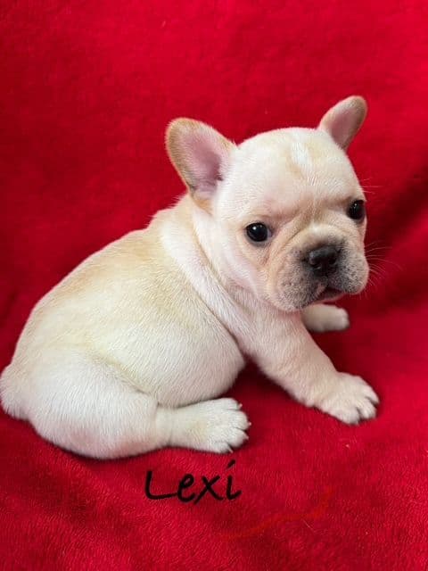 French Bulldog Puppies media 3