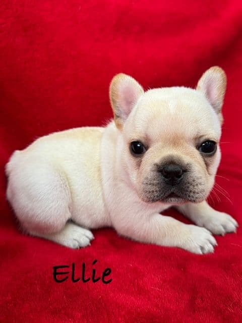 French Bulldog Puppies media 4